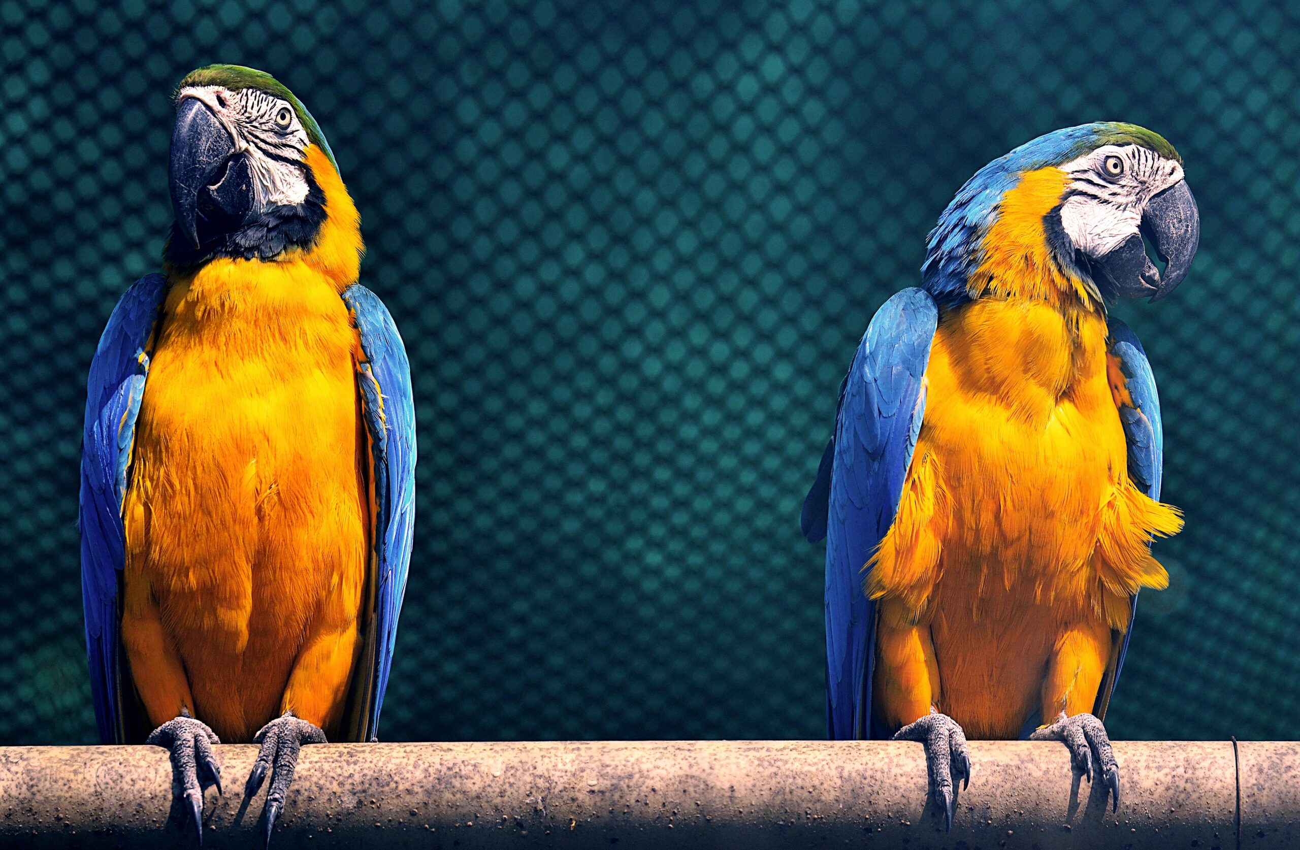 Top 5 Effective Ways to Care for Your Blue Parrot in 2025