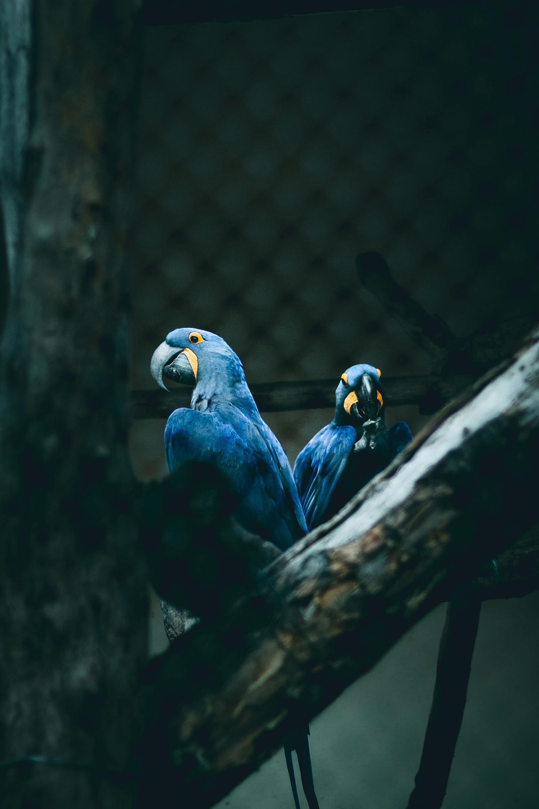 Blue Parrot in habitat