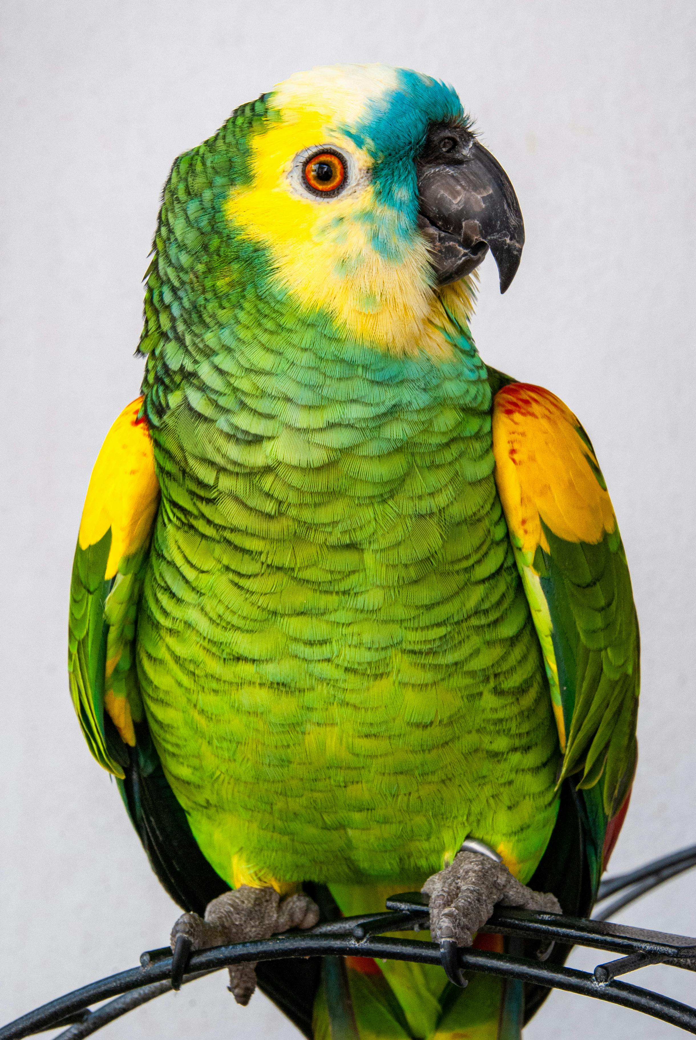 Happy Amazon Parrot