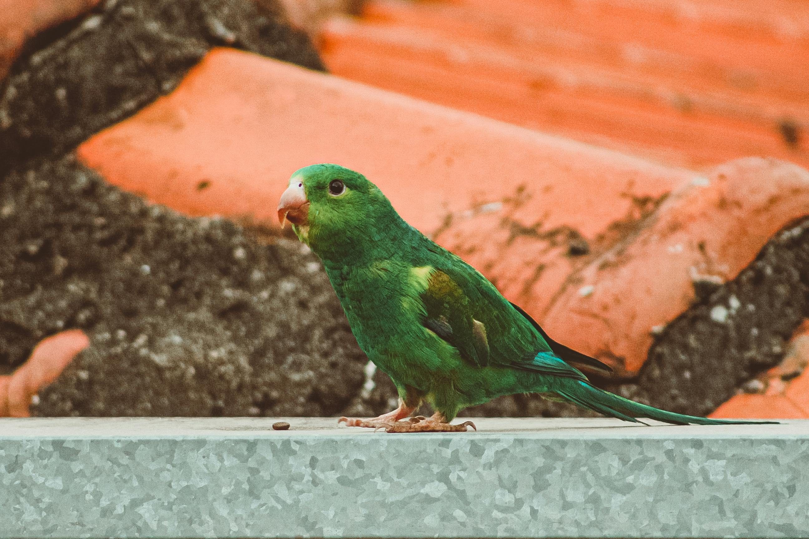 A beautiful parrotlet posing