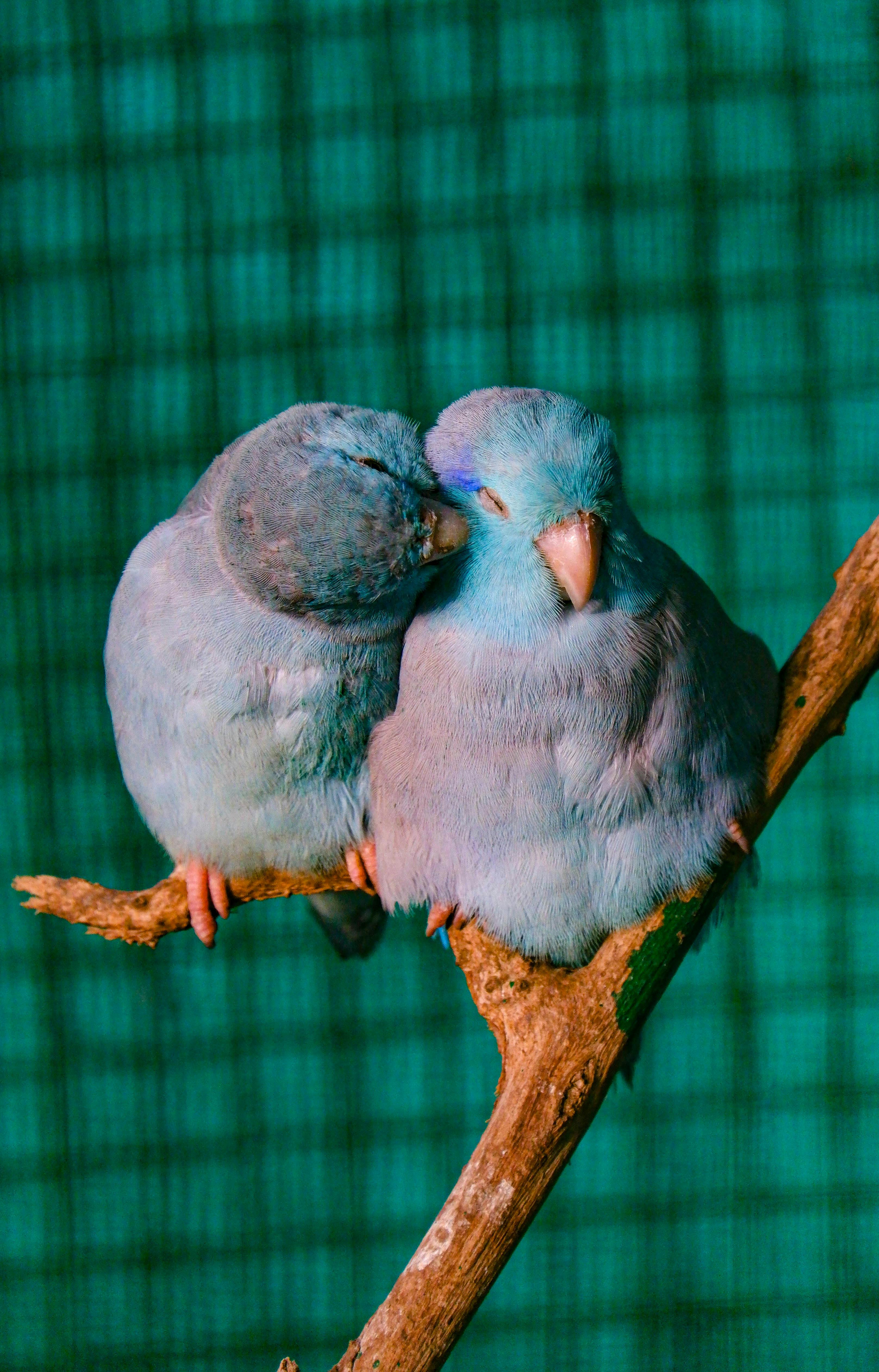 Colorful parrotlet perched