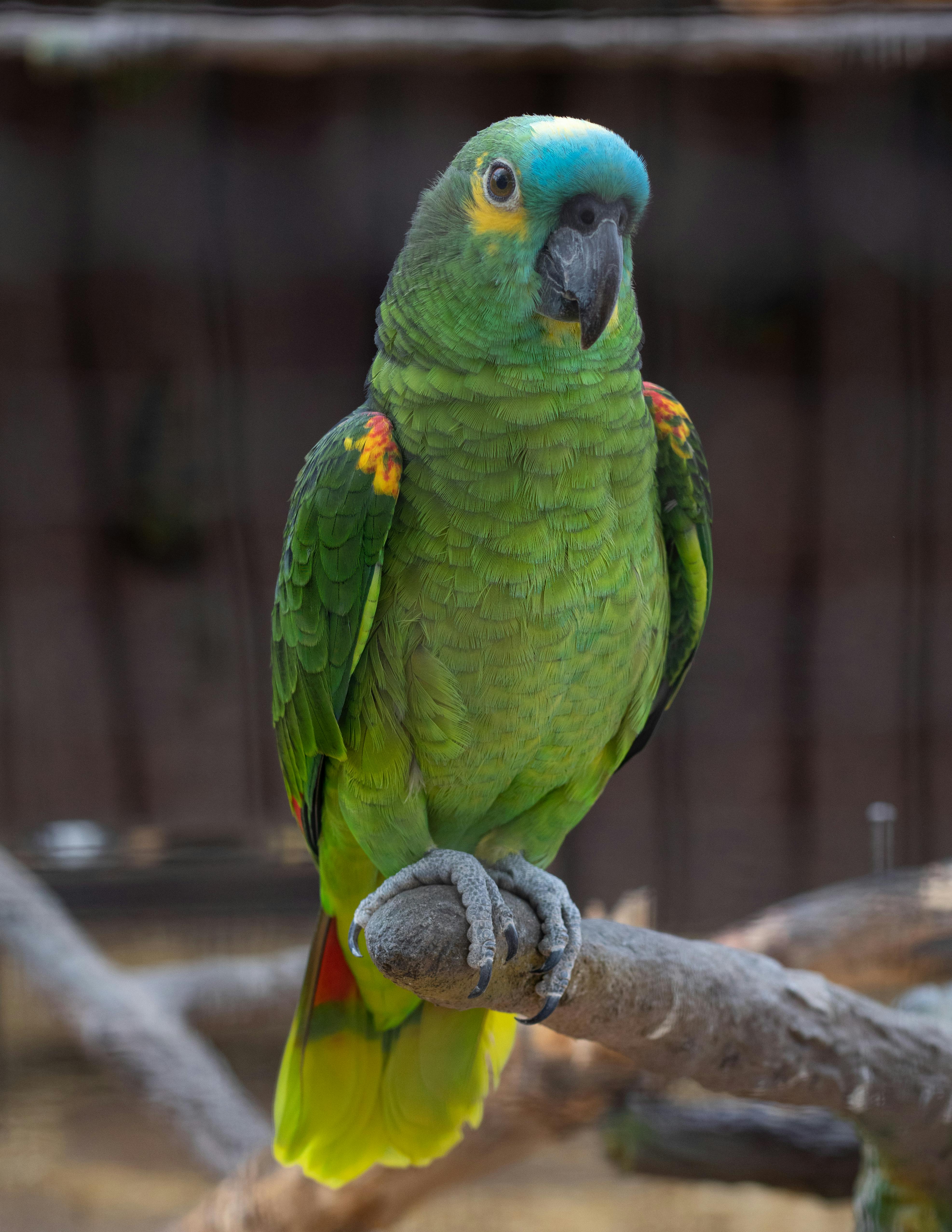 Parrot Island Landscape