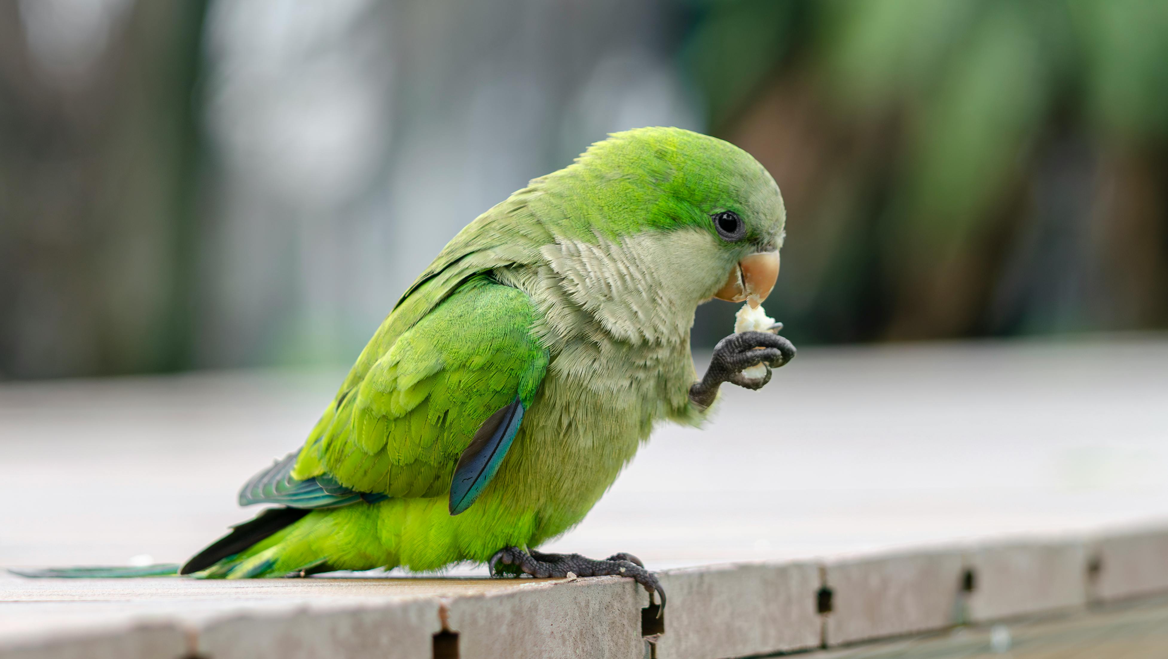 Bird Watching on Parrot Island