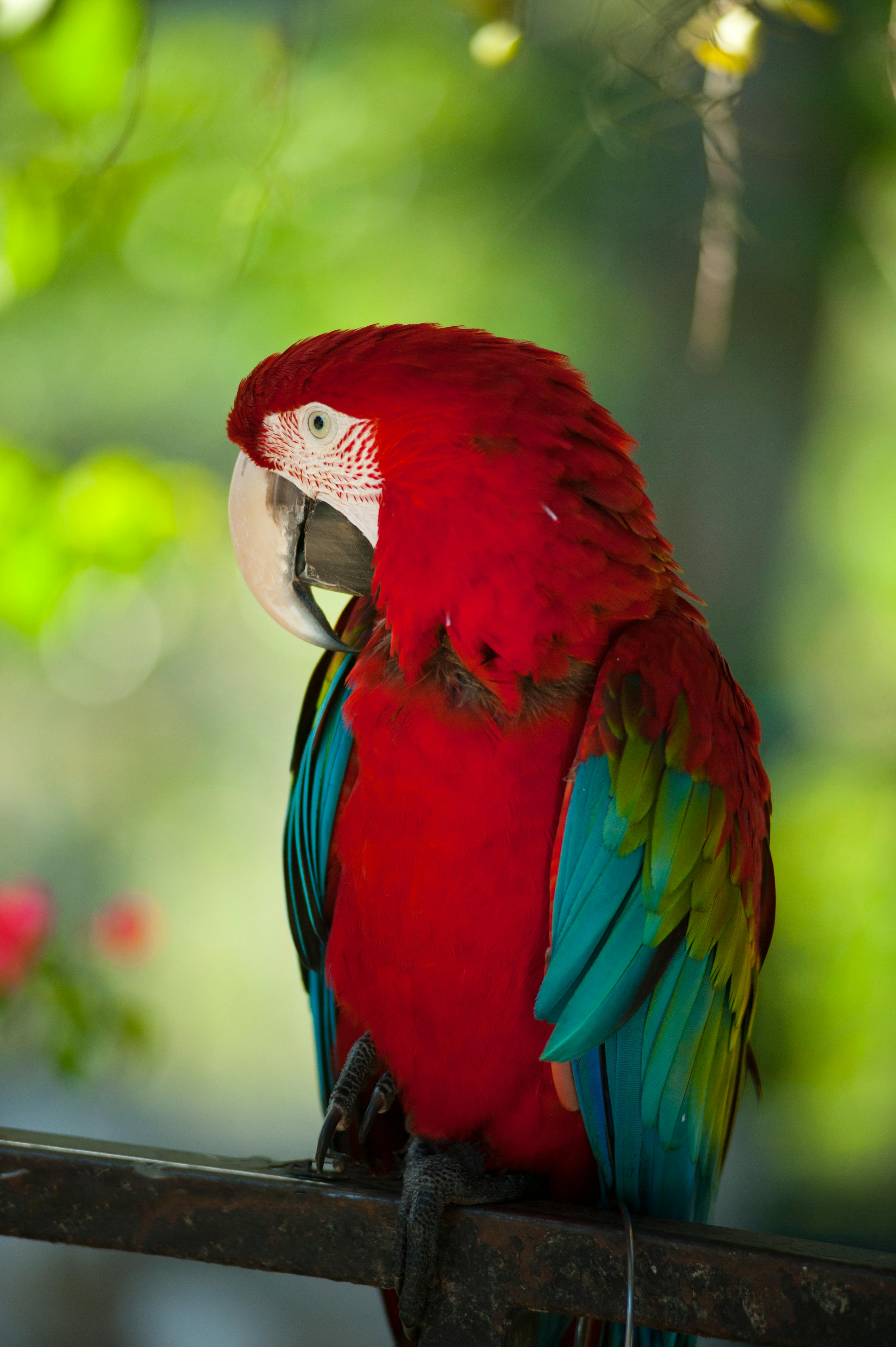 Parrots in a clean habitat