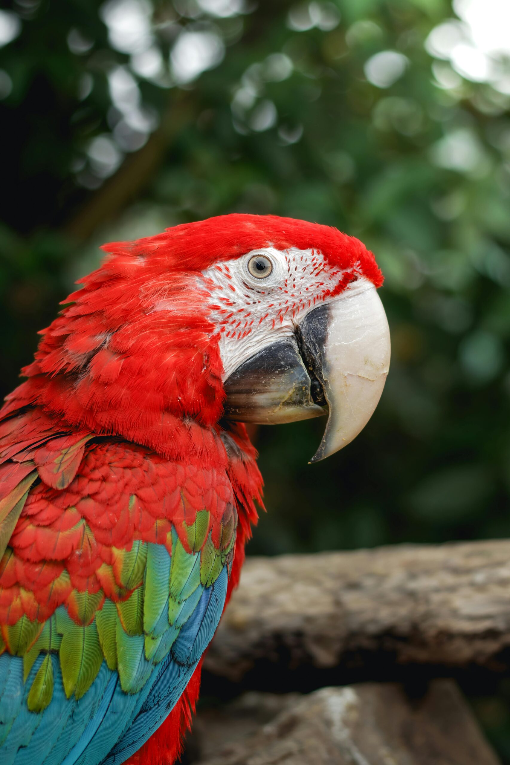 Top 5 Parrot Breeds to Consider for a Vibrant 2025 Companion Experience