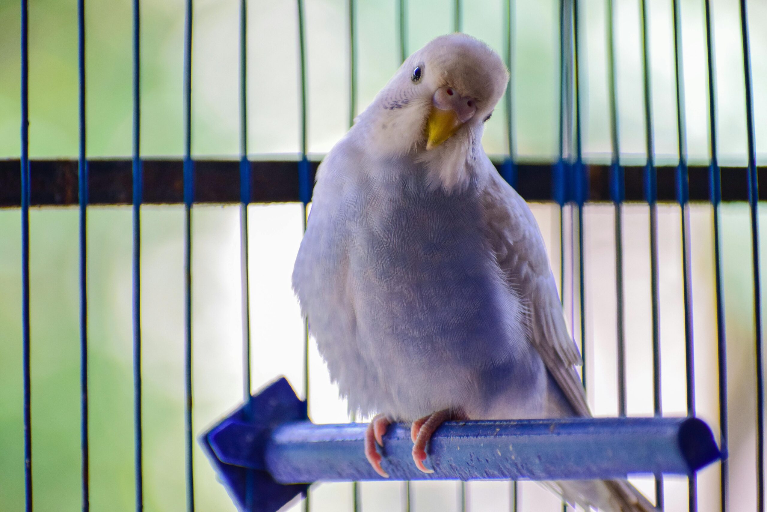 Best 5 Ways to Care for Your Parrot Pet in 2025 – Expert Tips Inside!