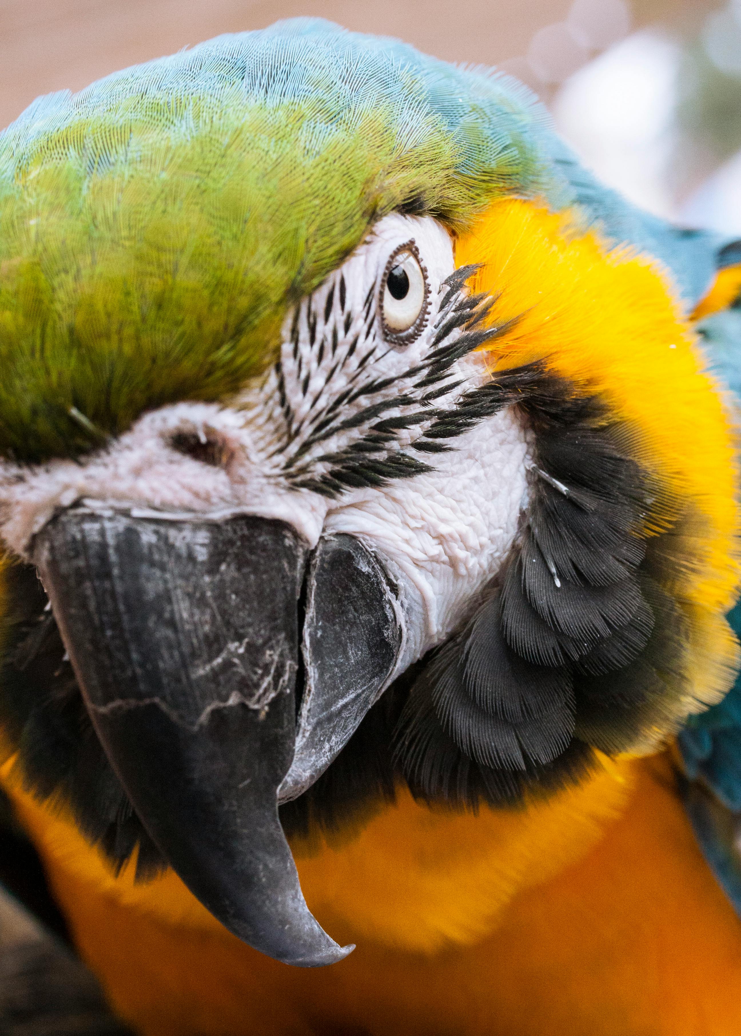 Parrot Pet Care