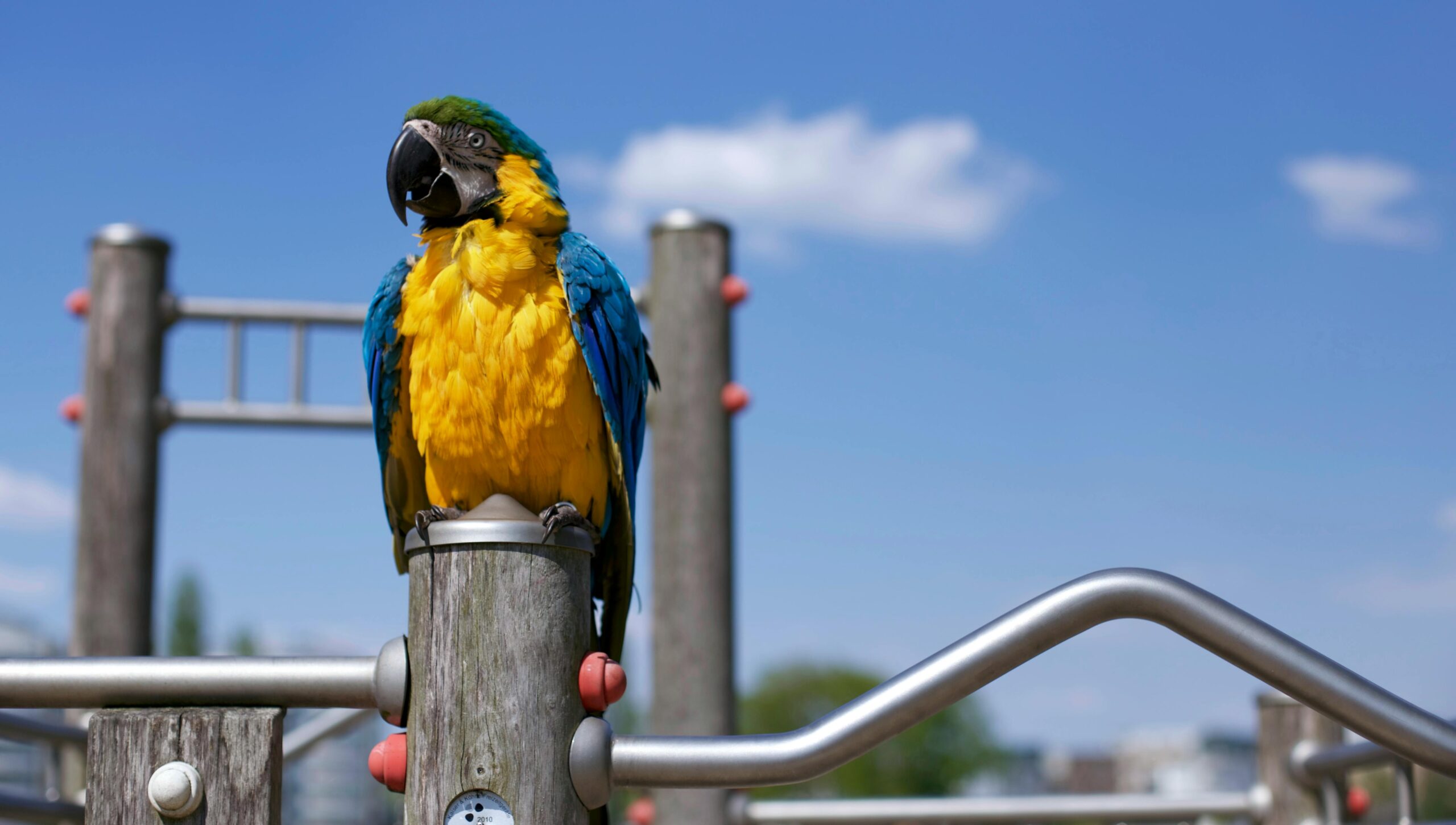 Practical Guide to Engaging Parrot Heads: Discover the Latest Trends in 2025