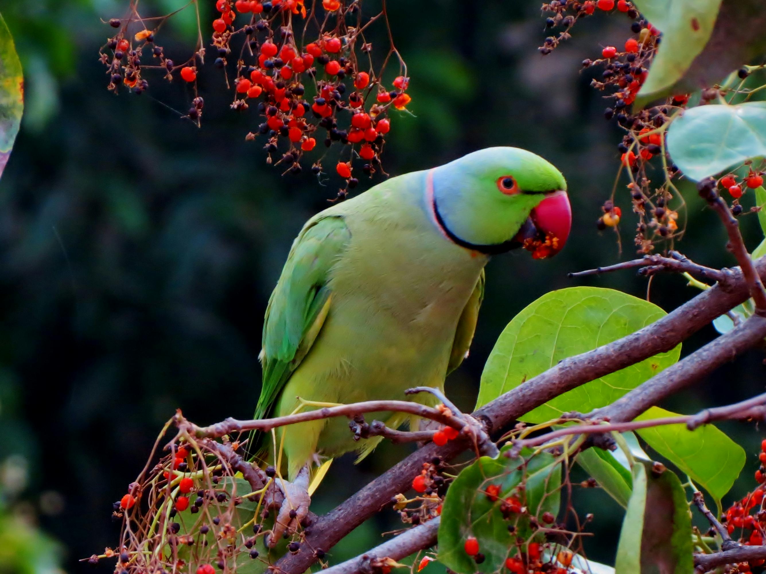 Adoptable Parrot